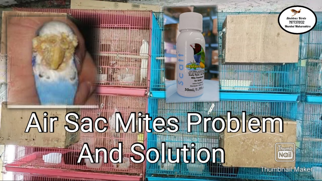 Air Sac Mites Problem In Birds And Their Solution By @ShehbazBirds
