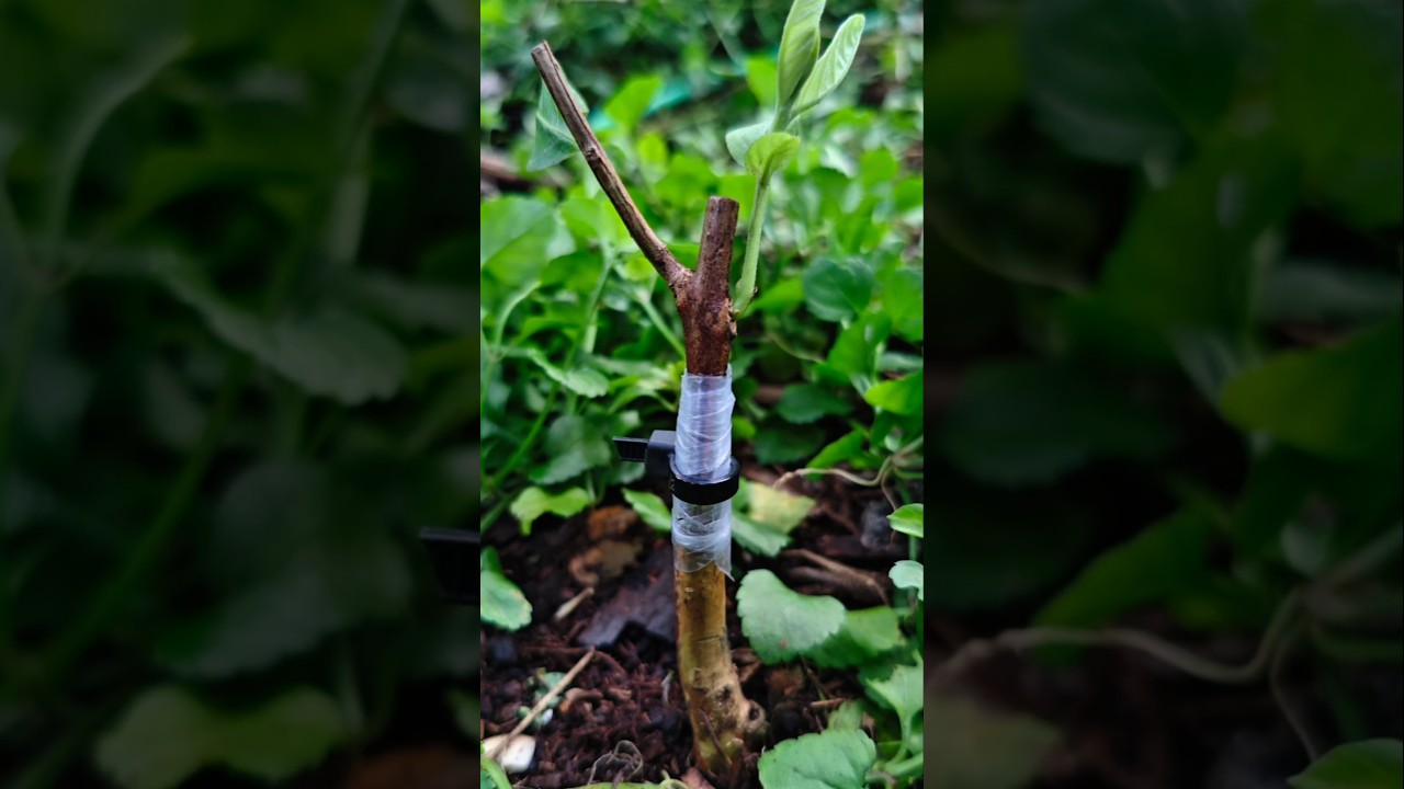 GUAVA GRAFTING: An Easy Way to Get High Variety Guava Seedlings!#grafting#gardening#guava