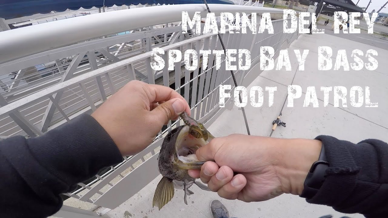 The Spotted Bay Bass Spring Bite - Marina Del Rey Foot Patrol