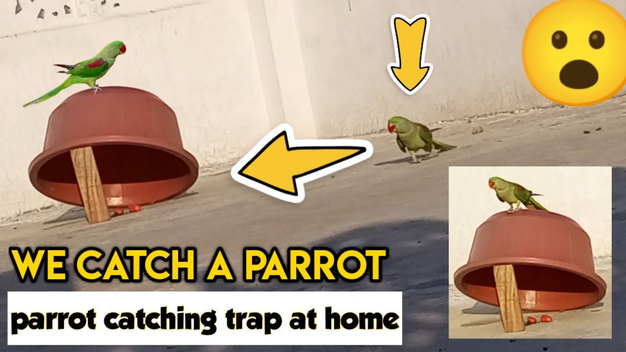 make parrot catching trap at home / how to catch parrots / Parrot pakadny ka tarika / petsvlogs