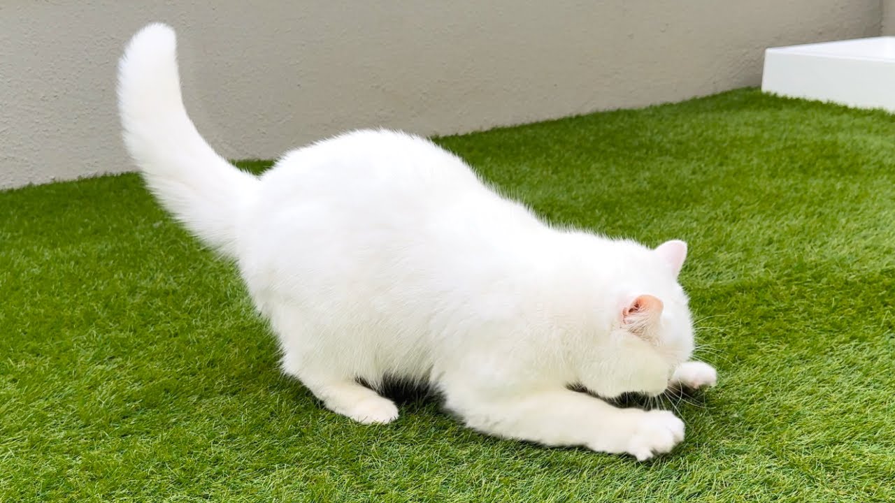 運動制限してた猫を５年ぶりに本気で遊ばせたら様子がおかしくなった…！