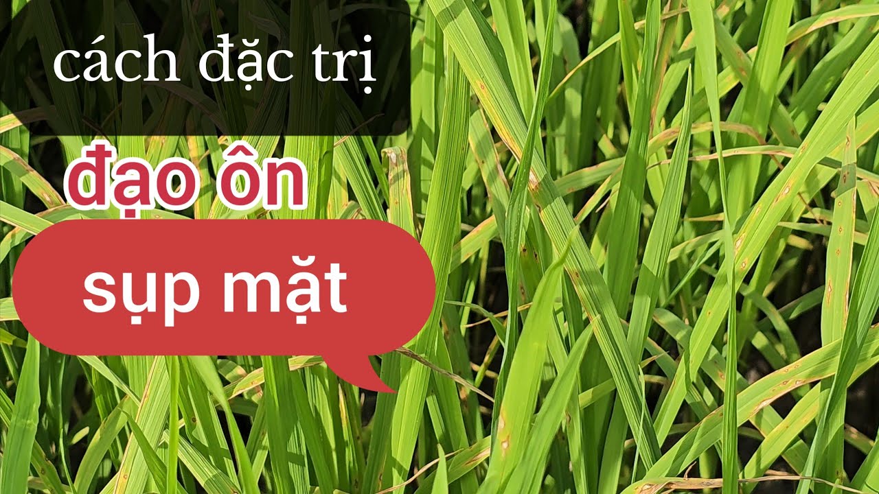 cách đặc trị BỆNH ĐẠO ÔN SỤP MẶT và cách hồi phục lúa #145 l thanhdotv