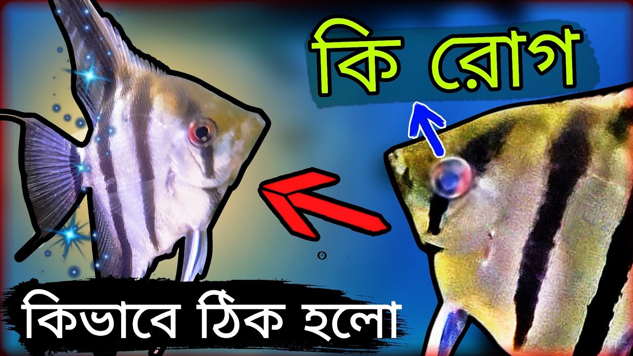 Cloudy Eye in Aquarium Fish: Causes, Treatment & Prevention for Healthy Aquarium Fish.