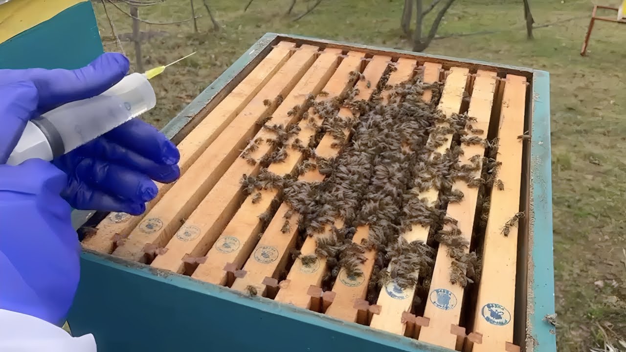 Tretman pčela oksalnom kiselinom (nakapavanje) - detaljan postupak 💧💉🐝