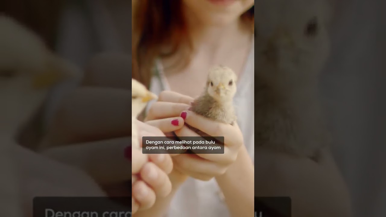 Cara Membedakan Anak Ayam Jantan dan Betina Yang Baru Menetas #shorts