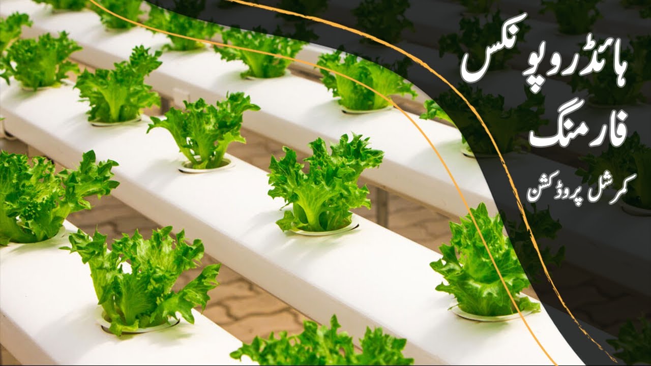 Hydroponics Farming in Pakistan - Commercial Production |Bakhabar Kissan|