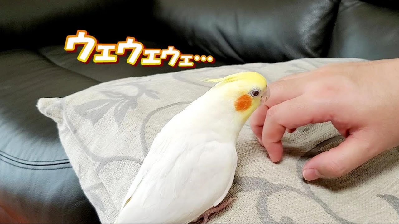 【オカメインコ】お父ちゃんと遊ぶオカメインコのはな　pinohana