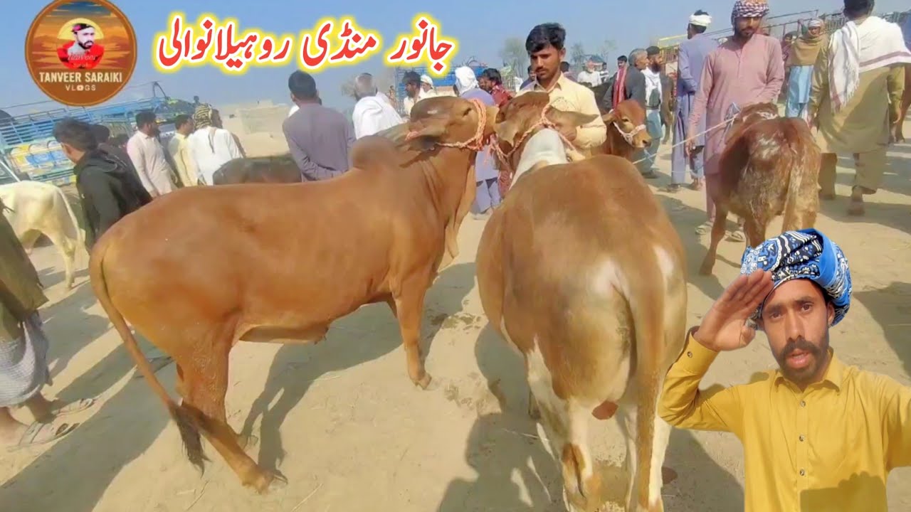 Zila Muzaffargarh Ki Janwar Mandi Rohillan Wali Safar Sajaya Nahin Hua