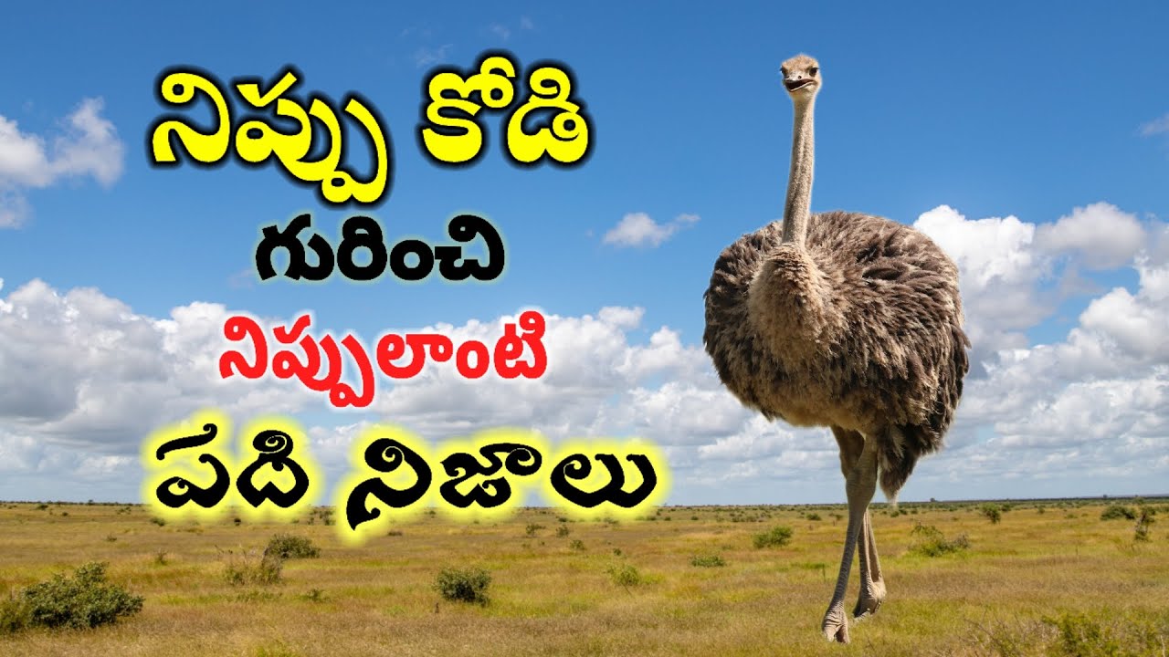 10 interesting facts about ostrich.   #Telugu facts ##Nippu Kodi #ostrich