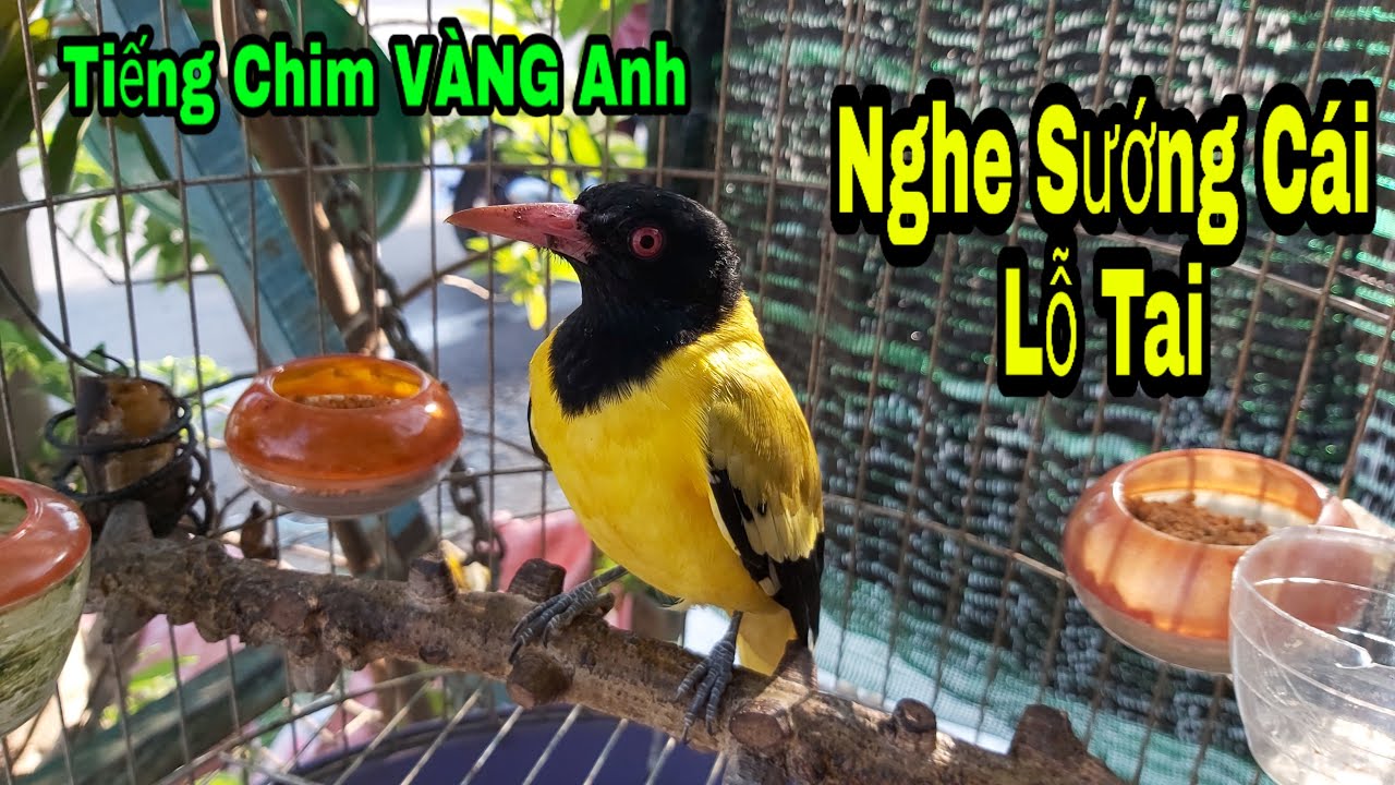 Chim Vàng Anh 1tr500k Mồi Chuẩn Căng Được Không Mọi Người / Hàm Thuận Bắc Bình Thuận