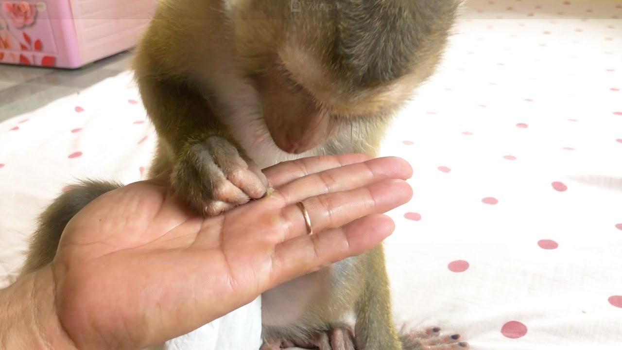 Unbelievable Small Jess Grooming Derd Cell Soft ASMR
