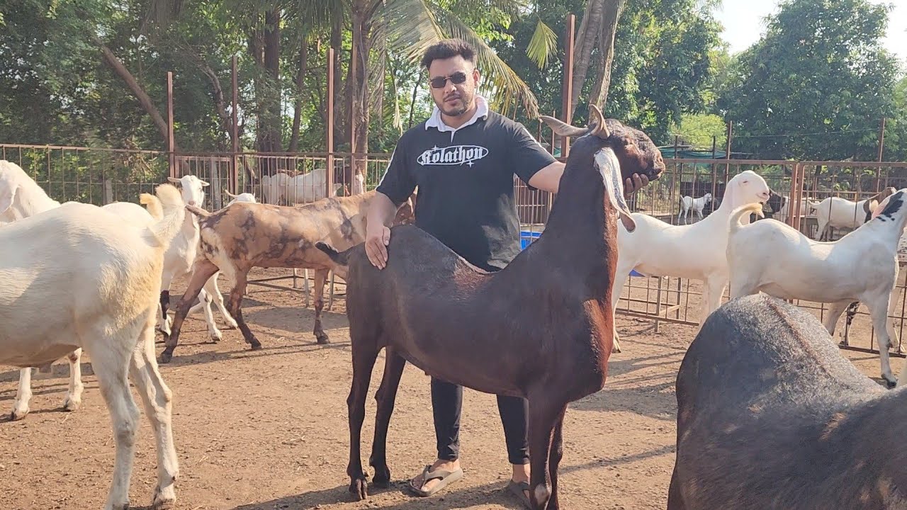 Premium Goats Heavy Weight Bakre At Bin Saeed Goat Farm Mahapoli Bhiwandi.