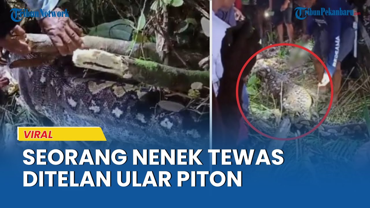 Warga Belah Ular Piton Keluarkan Jasad Nenek di Sidrap