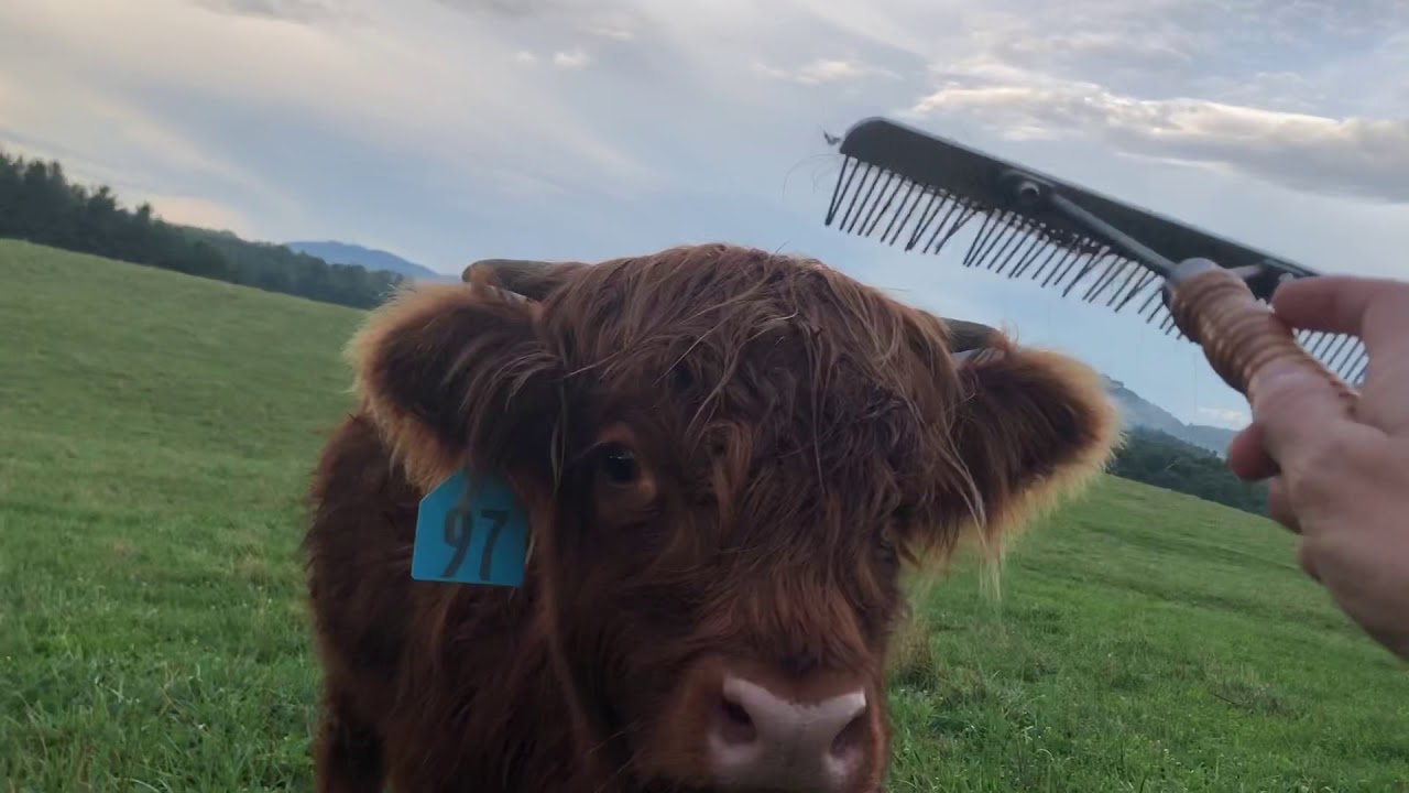 Highland heifers love being brushed