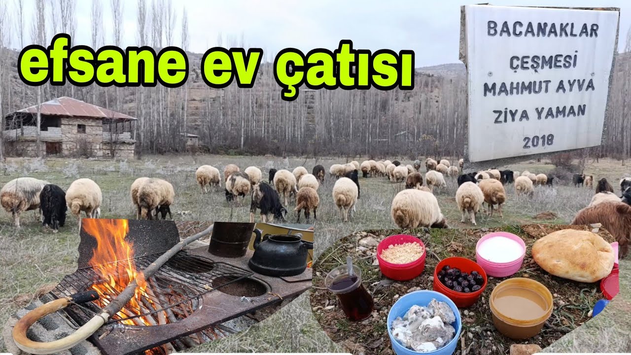 SIK ORMANDA KOYUN GÜTMEK ZOR ARABA DA KASASINDA ÇENGEL YAPTIM 