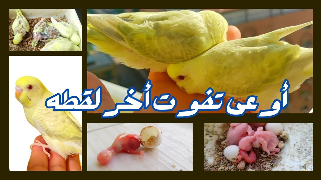 فاكر العصفور اللي مكانش عارف يخرج من البيضه ؟ شوف وصل لإيه