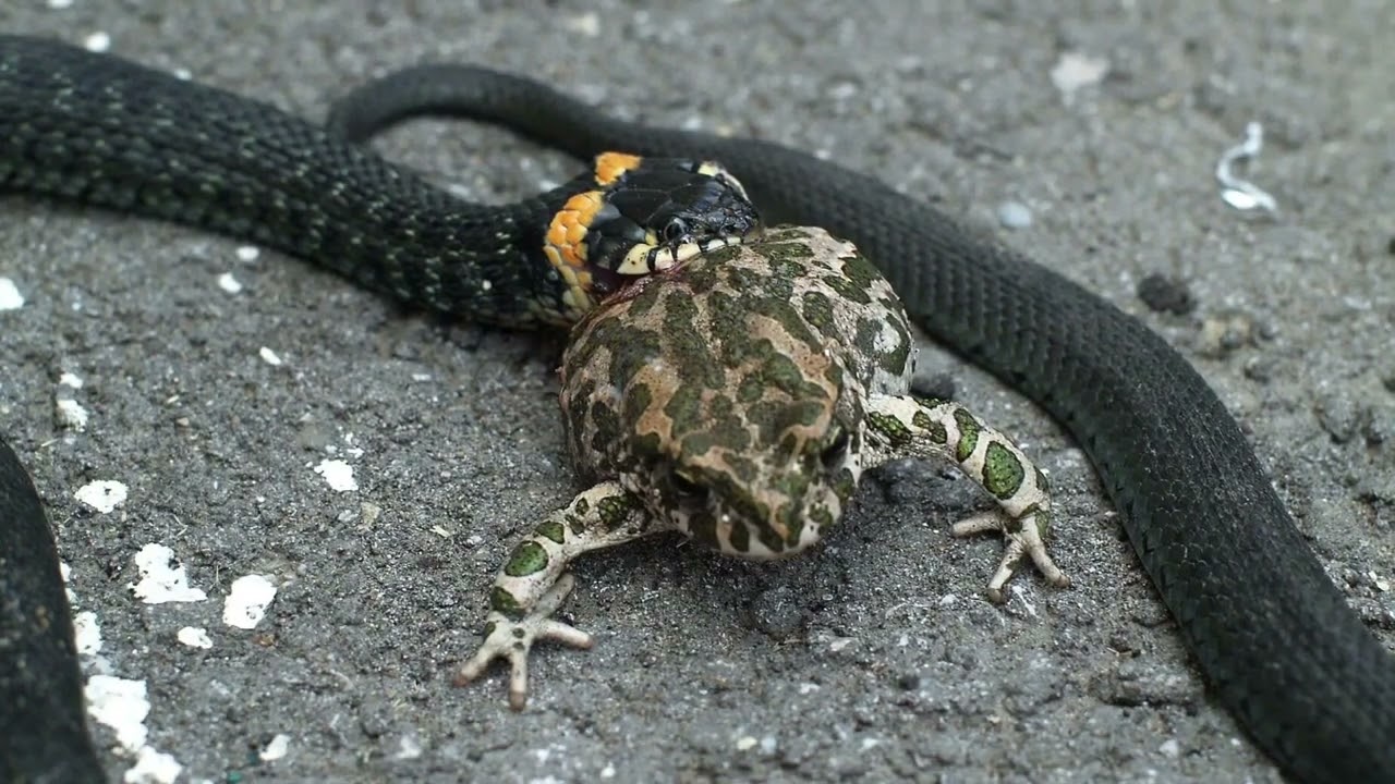 Ten Unusual Facts about the Grass Snake (Natrix natrix) #snake #natrix