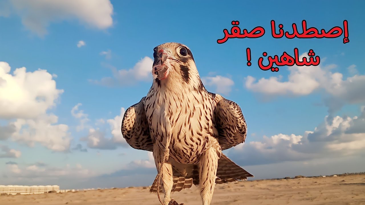 رحلة صيد صقور و ثعابين _ إصطدنا صقر شاهين و عُقاب !
