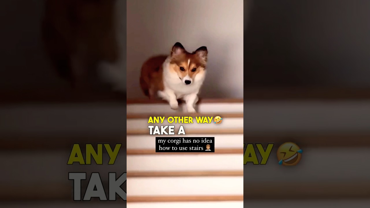 Я никогда не видел, чтобы корги так делали 🤣🤣