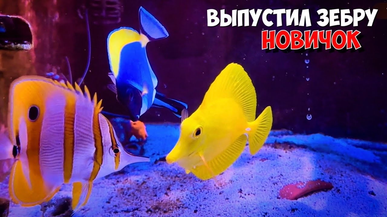 Жёлтая зебрасома | Примут новичка или нет..