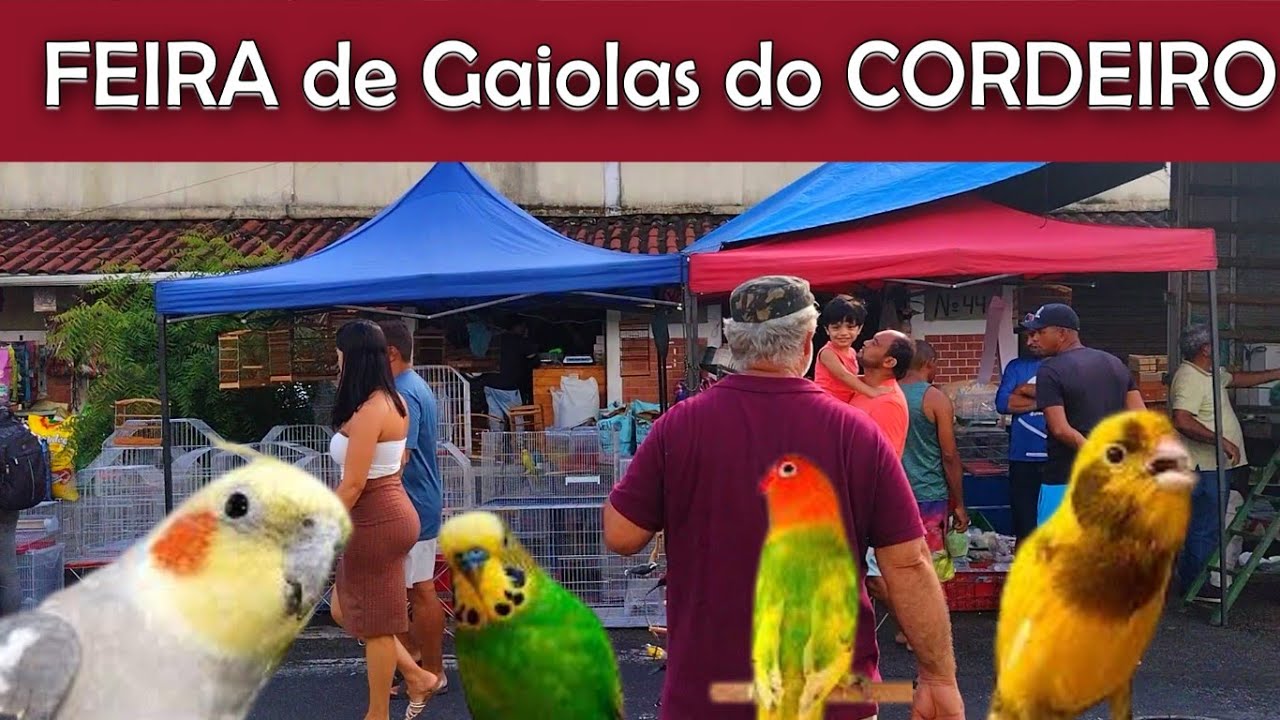 Feira de Pássaros e Gaiolas do Cordeiro #passaros #criarpassaros #feiralivre