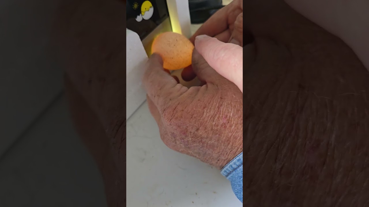 Candling Turkey Eggs Video #1 