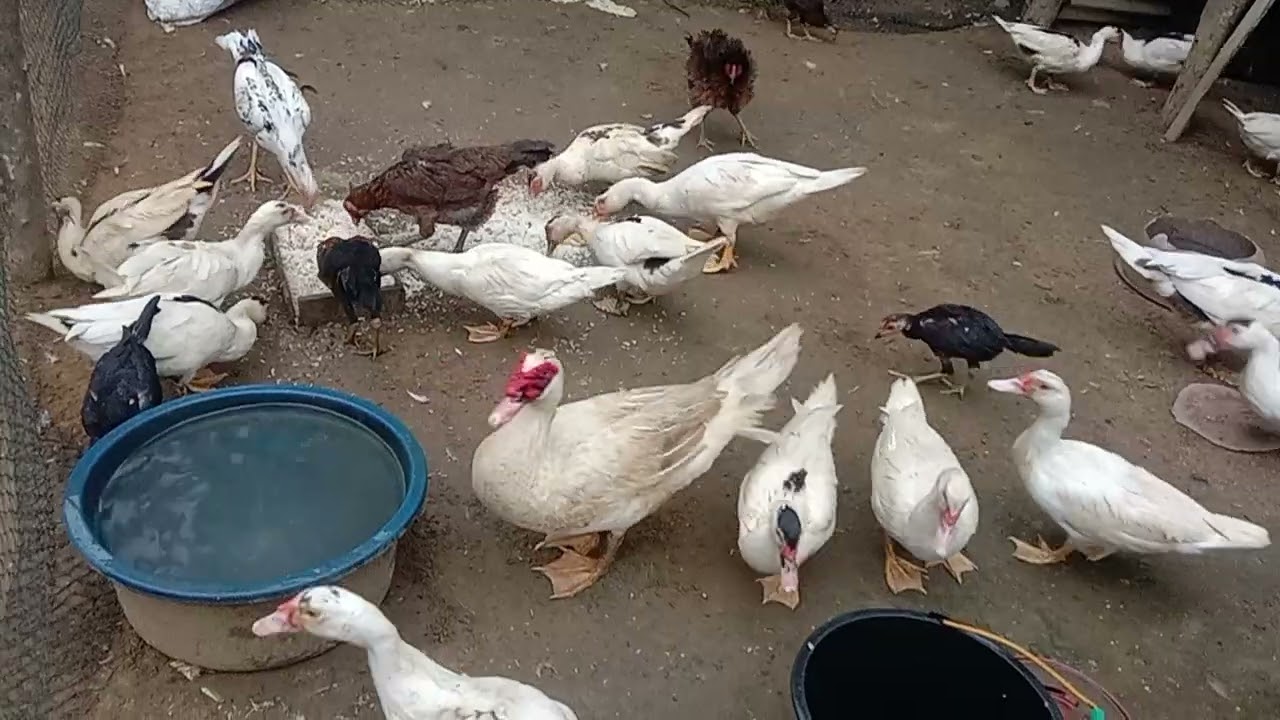 Entok dan ayam, saling berebut untuk makan