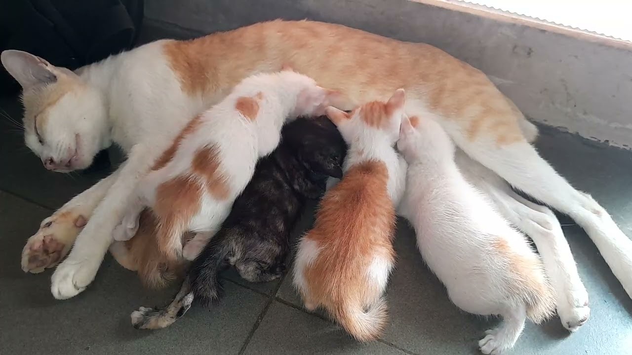 They are most love the little kittens are getting milk together 