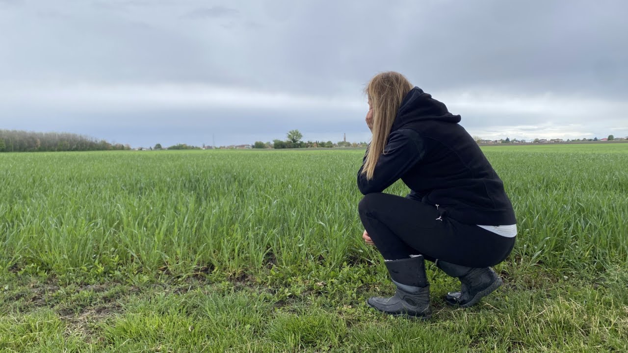 Batteri azoto fissatori nel grano Bio
