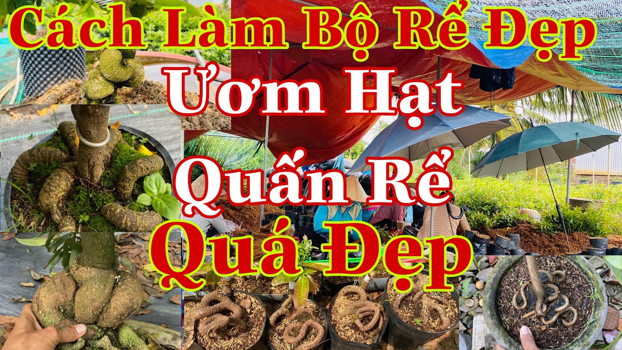cách quấn rể mai vàng đẹp