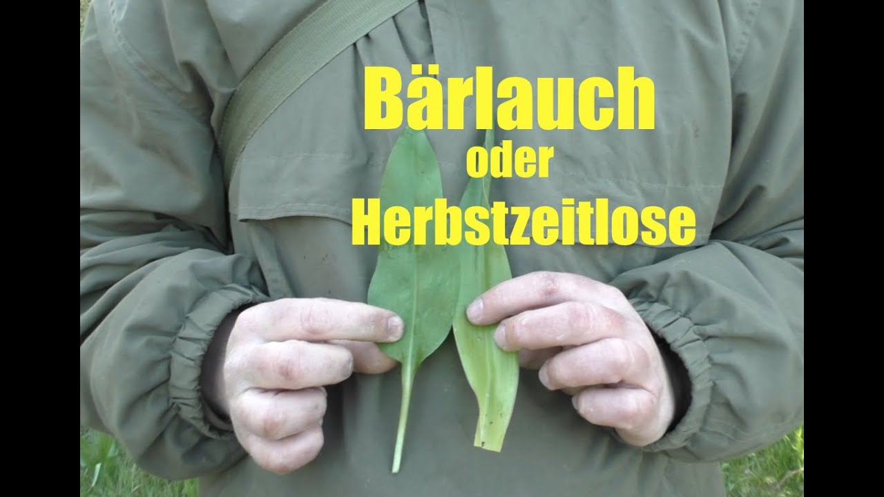 Bärlauch und giftige Herbstzeitlose unterscheiden