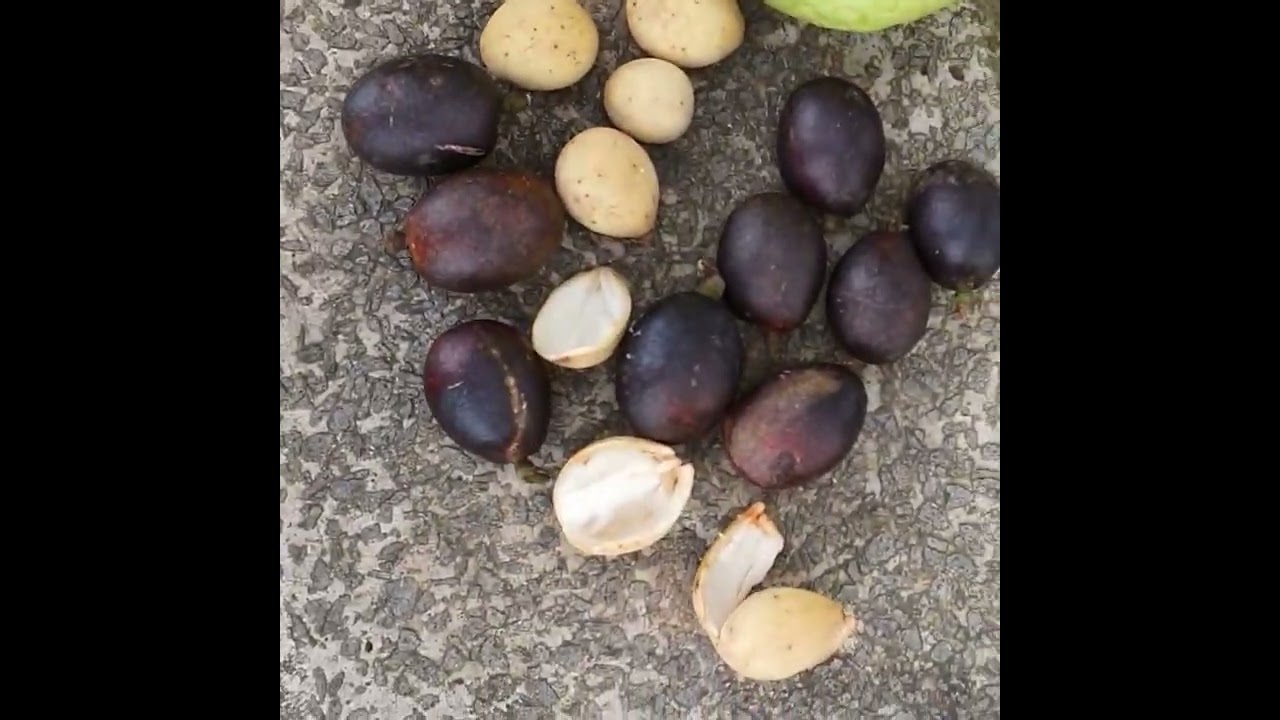 Degustando frutas raras en Kuching, Sarawak, trying rare fruit 