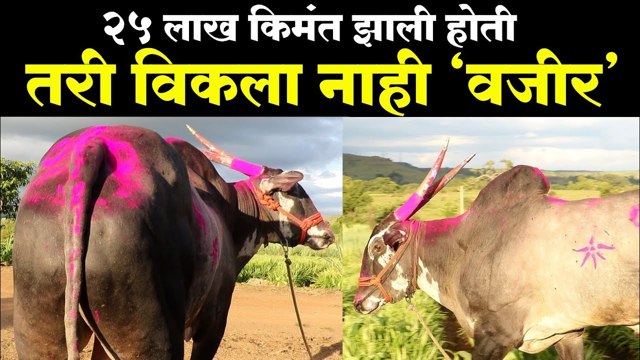 14 वर्षे पळणारा न्हावीचा वजीर | navicha wazir mulakhat| न्हावीचा वजीर मुलाखत
