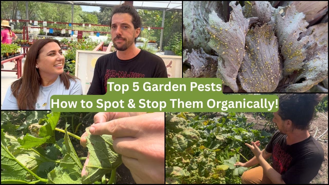 5 Most Common Garden Pests & How to Treat Them Organically | Tree Amigos Growers Interview