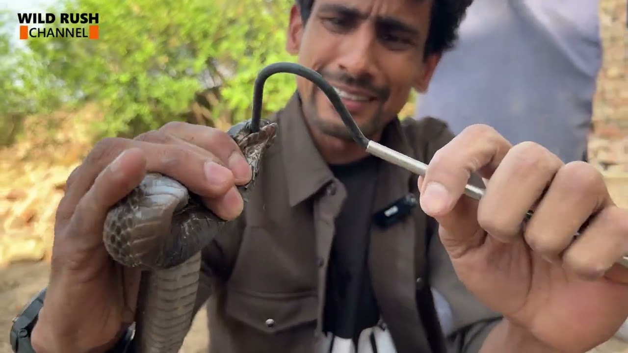 Cobra Rescue and Safe Release | Real Snake Rescue |