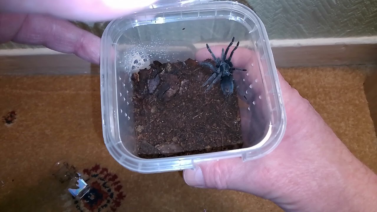 ''THE SPIDER SHOP ''REHOUSING THE TARANTULAS FROM MY THIRD PARCEL OF 2026!😉👌!
