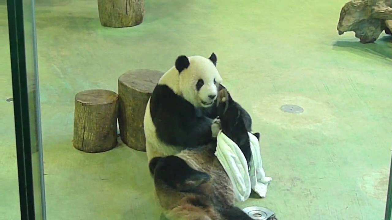 臺北市立動物園 團團與圓圓