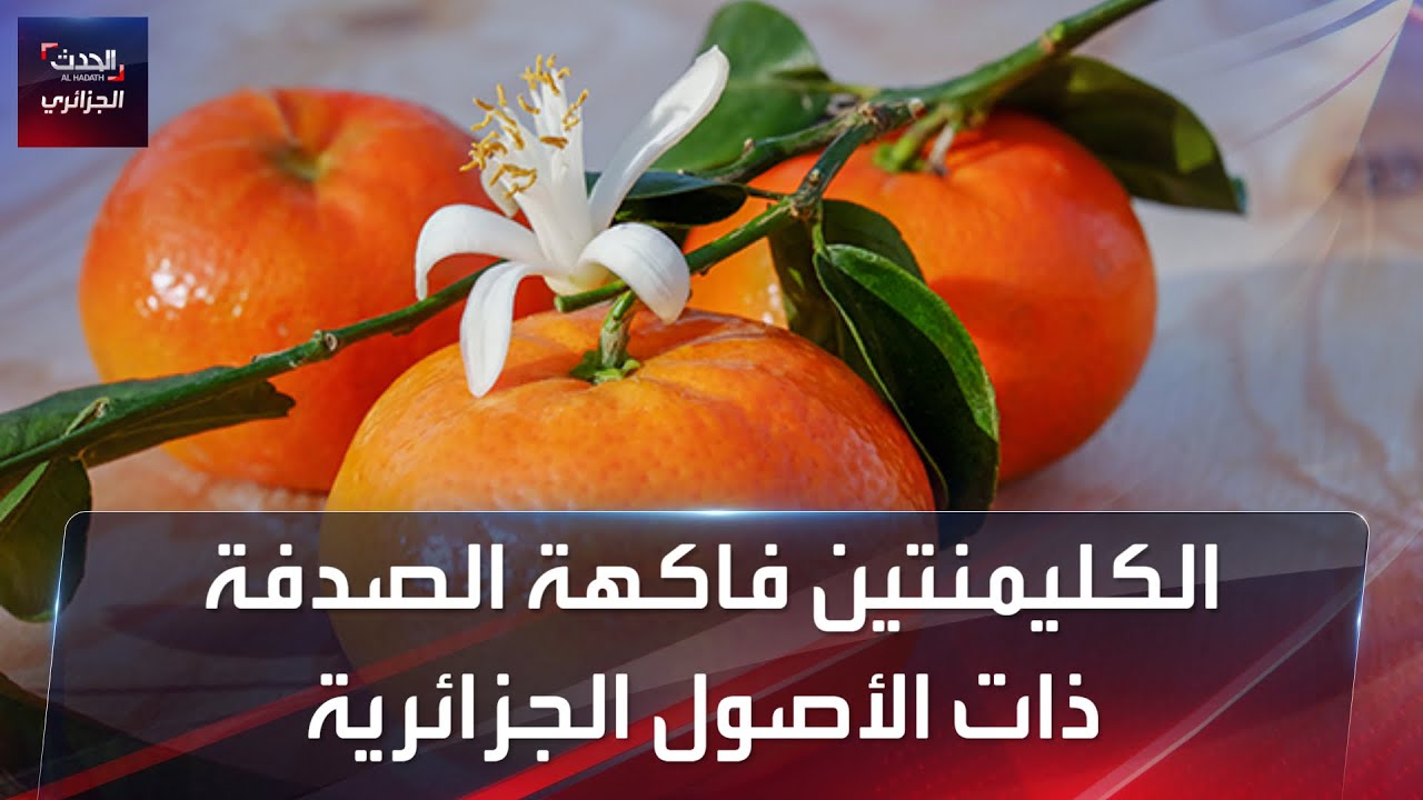 الكليمنتين فاكهة الصدفة ذات الأصول الجزائرية