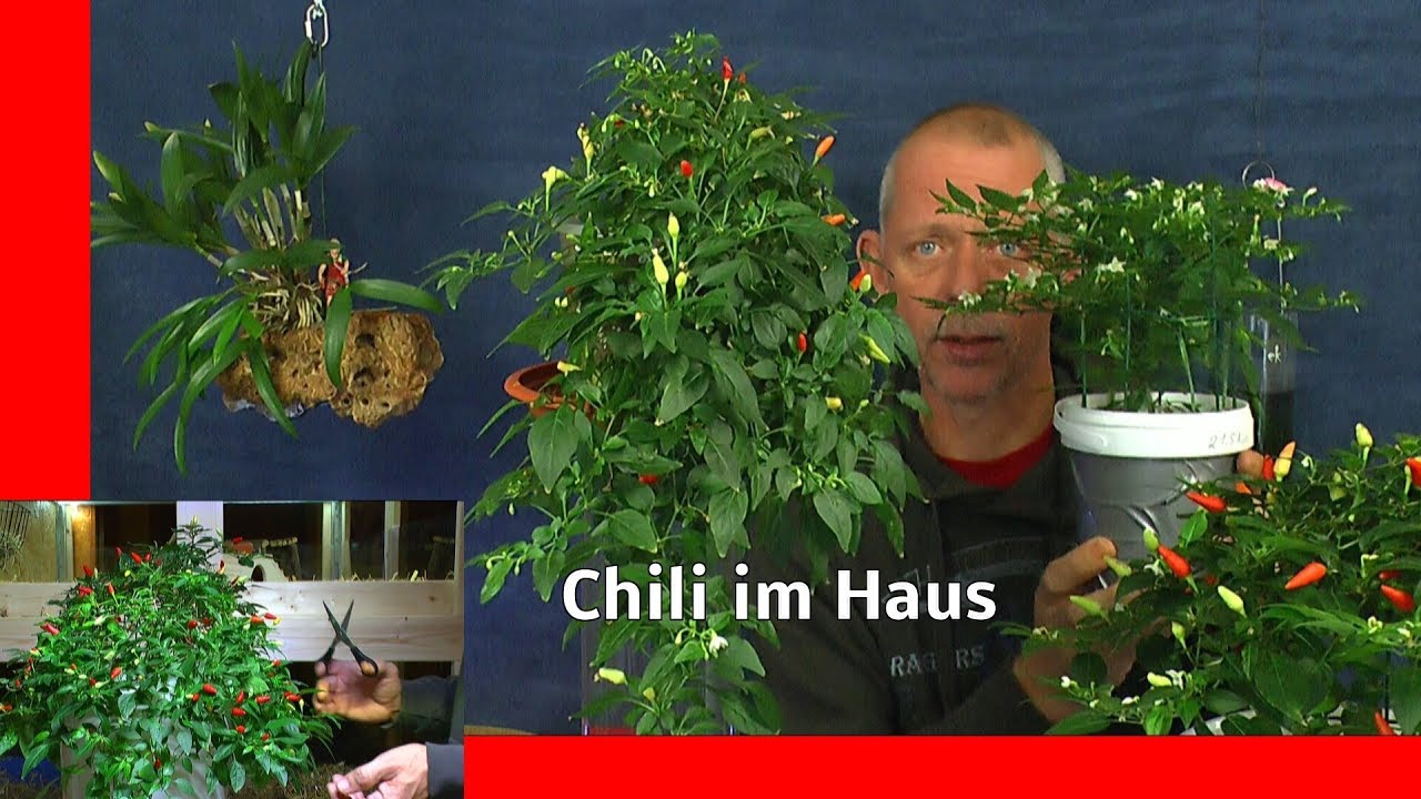 Chili Spezial. Ernte, Rückschnitt, Wachstum, Pflege und so weiter im Haus ganzjährige Anzucht