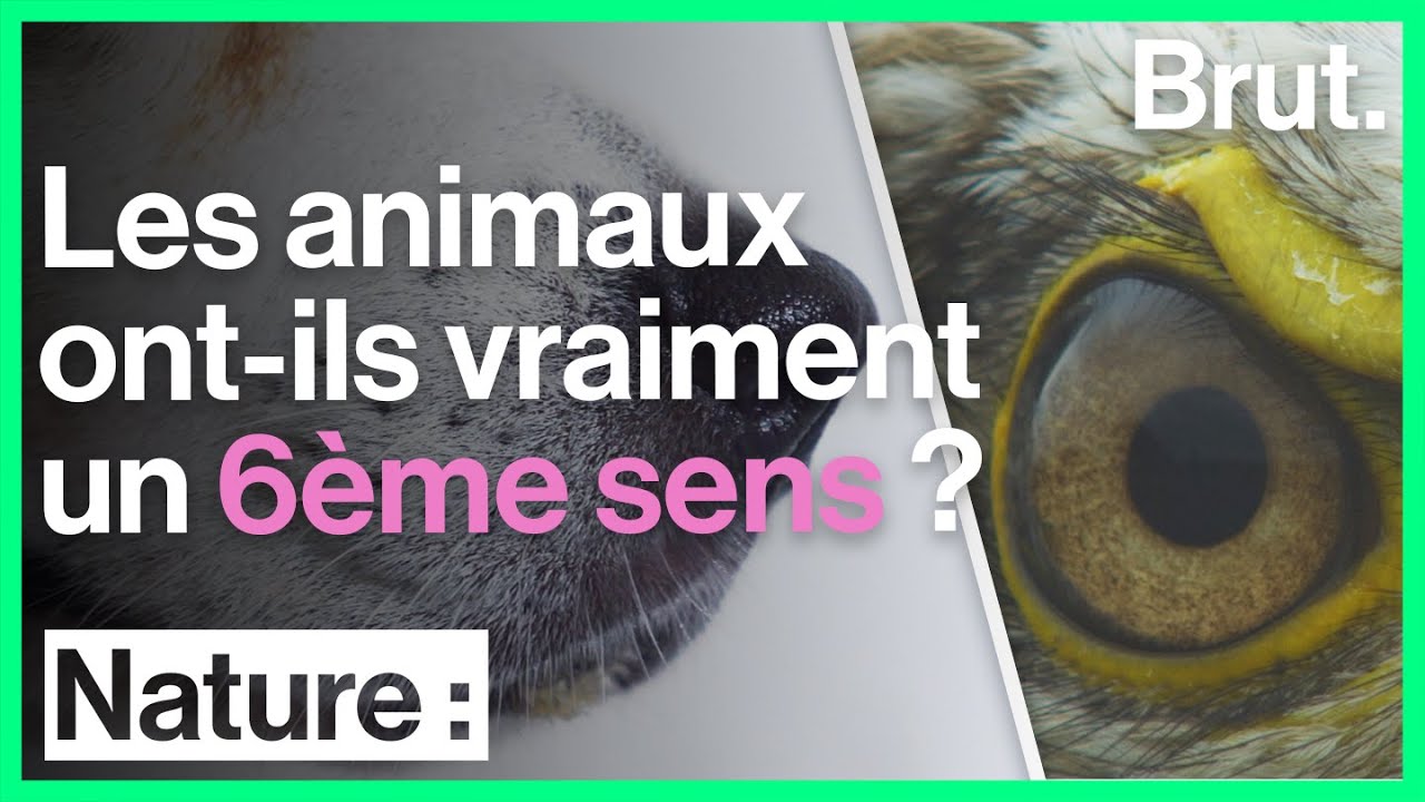 Le 6ème sens des animaux : mythe ou réalité ?