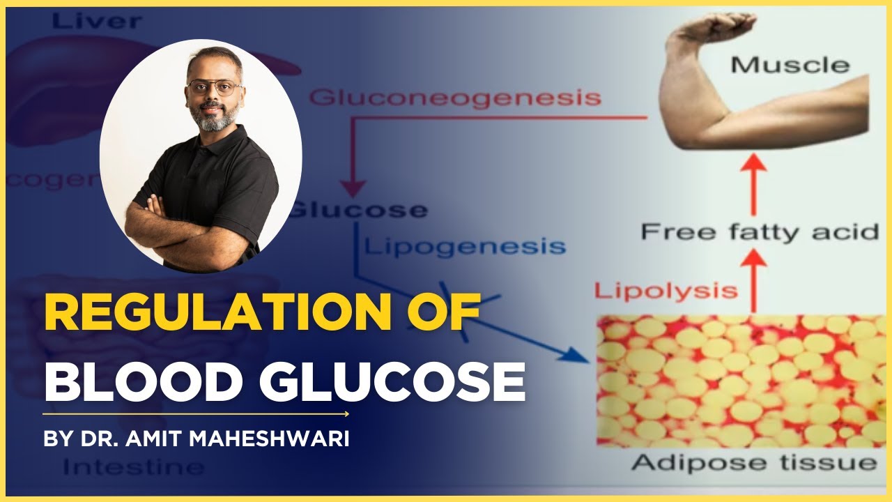 How Blood Glucose Is Regulated || Glucose Homeostasis || Blood Glucose Regulation