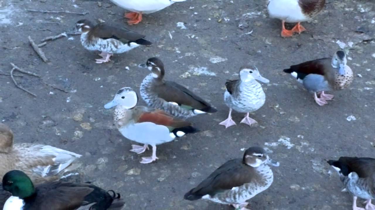 Ring Teal Ducks at Kooymans Farm