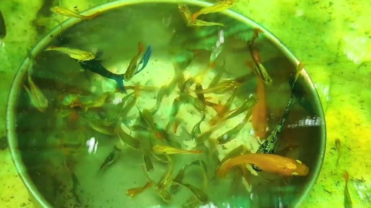 🌲🐠🐦‍⬛😘#freefire #aquarium #shortfilm #shortmovie 