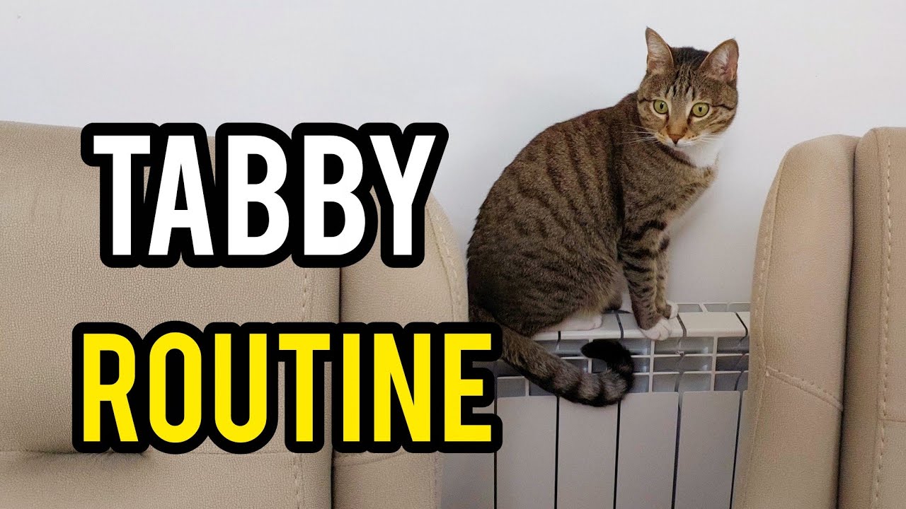 Heartwarming Tabby Cat Daily Moments – From Bed to Bed 😺