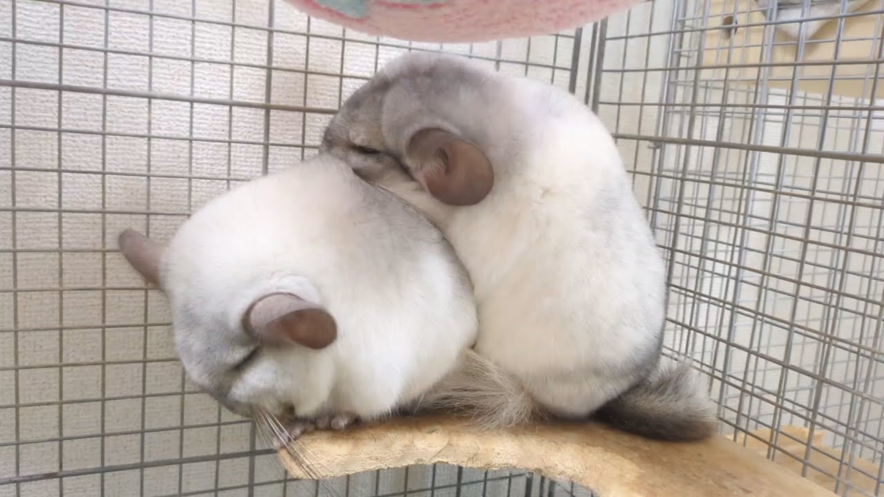 2段チンチラ
