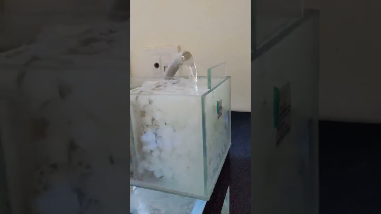 Sump filter with k1 filter media | Ceramic rings | Bioballs #cichlidaquarium #youtubeshorts #shorts