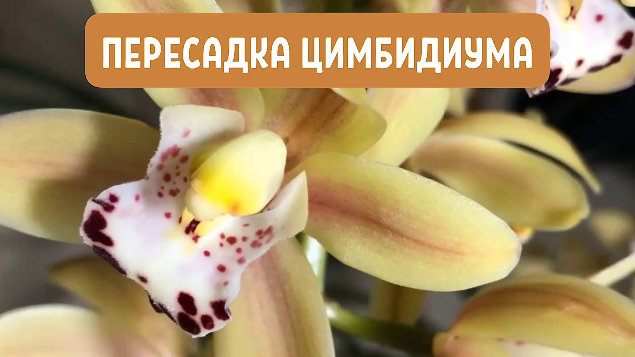 ЦИМБИДИУМ. ПЕРЕСАДКА