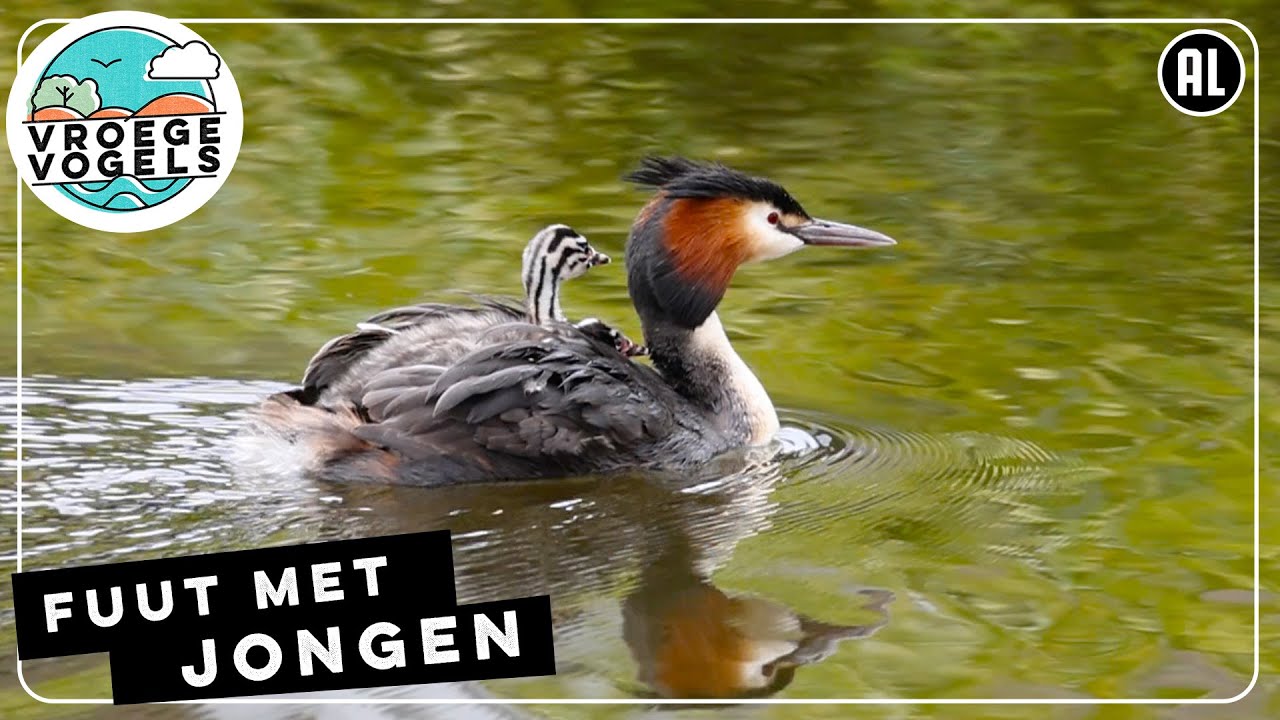 Fuut met jongen | Zelf Geschoten | Vroege Vogels