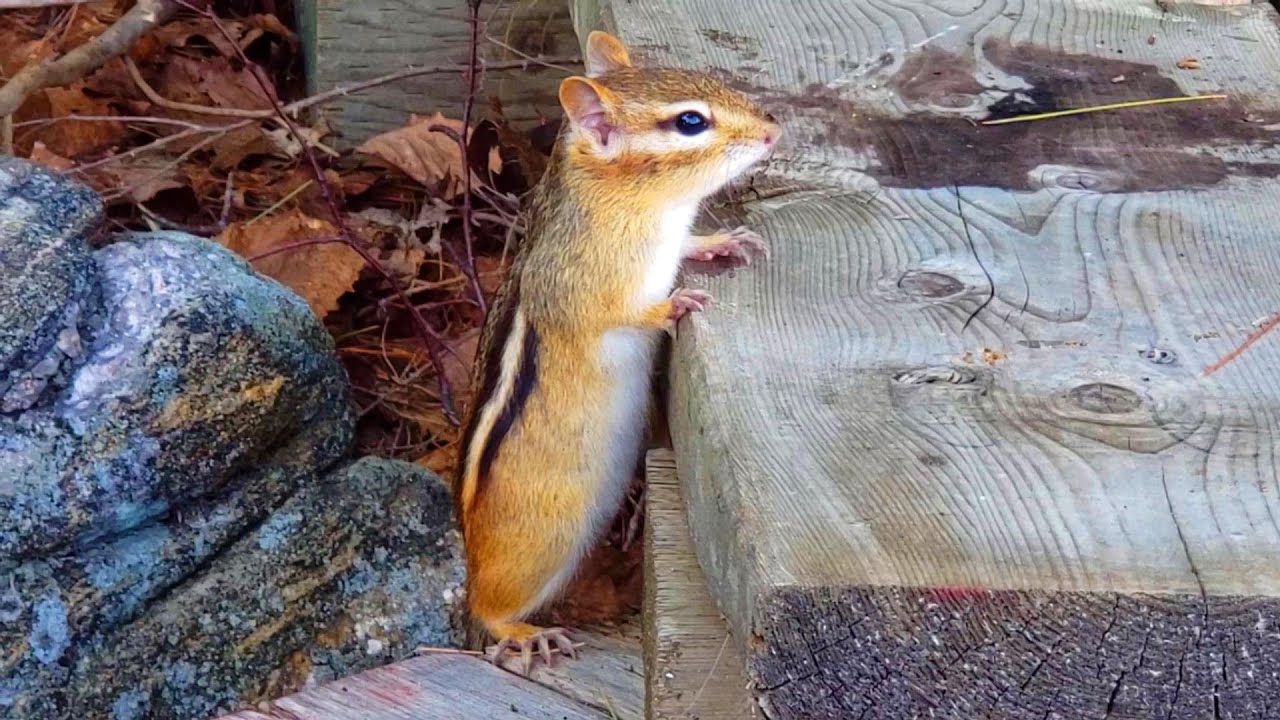 처음 보는 귀한 장면: 호숫가로 가서 물 마시는 다람쥐 버찌 First Time I See A Chipmunk Drinking Water From The Lake