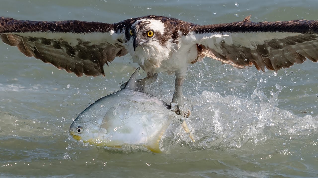 Insane Osprey Bird In Flight Photography with Nikon D850, D500 & Sony A9